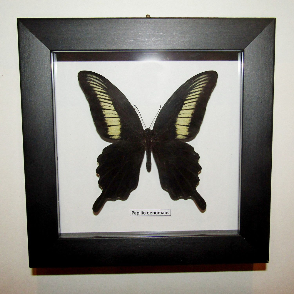 Бабочка Papilio oenomaus в рамке
