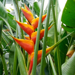 Геликония CARIBEA x BIHAI JACQUINI (Н104)