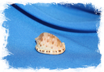 Ципрекассис тестикулус (Cypraecassis testiculus) 3,4 см.