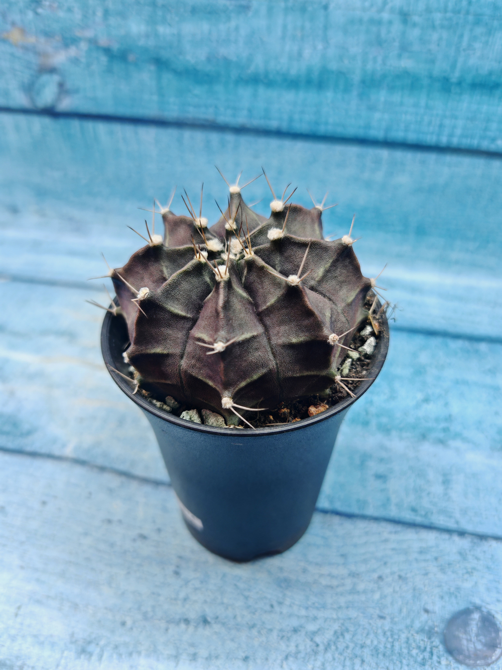 Gymnocalycium Mihanovichii black (Гимнокалициум)