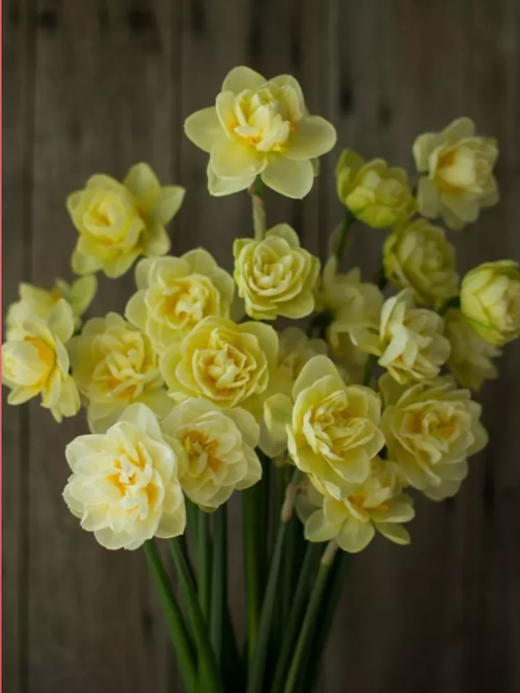 Нарцисс Мэнли Закупка М79 сентябрь 2026