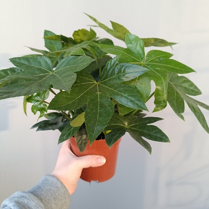 Фатсия Японская