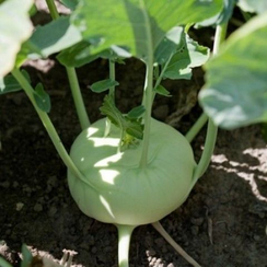 Терек F1 семена капусты кольраби (Rijk Zwaan / Райк Цваан)