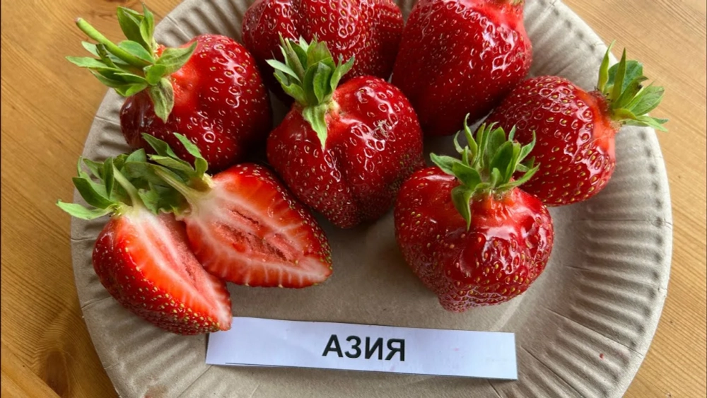 Земляника садовая Азия НФ 421 Р9 Закупка М65 май-июнь 2026
