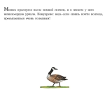 Медвежье чудо (2-е изд.)