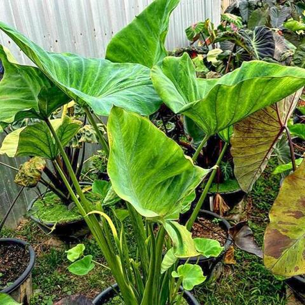 Колоказия GREEN UFO