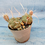 Tephrocactus Articulatus Papyracanthus (Тефрокактус)
