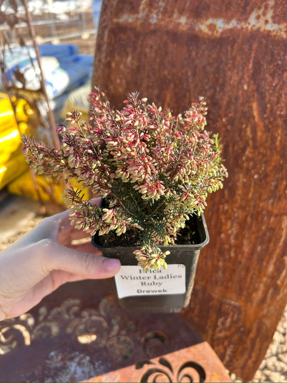 Эрика из серии Winter Ladies Р9 Закупка М41 наличие