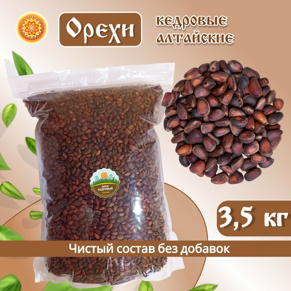 Орех кедровый Алтай.