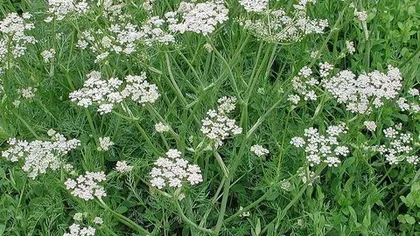 Тмин обыкновенный (плоды)