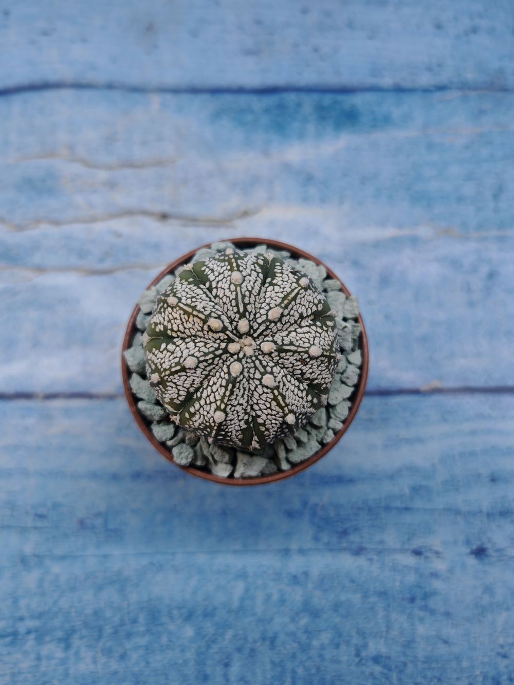 Astrophytum Asterias "Super Kabuto" (Астрофитум)