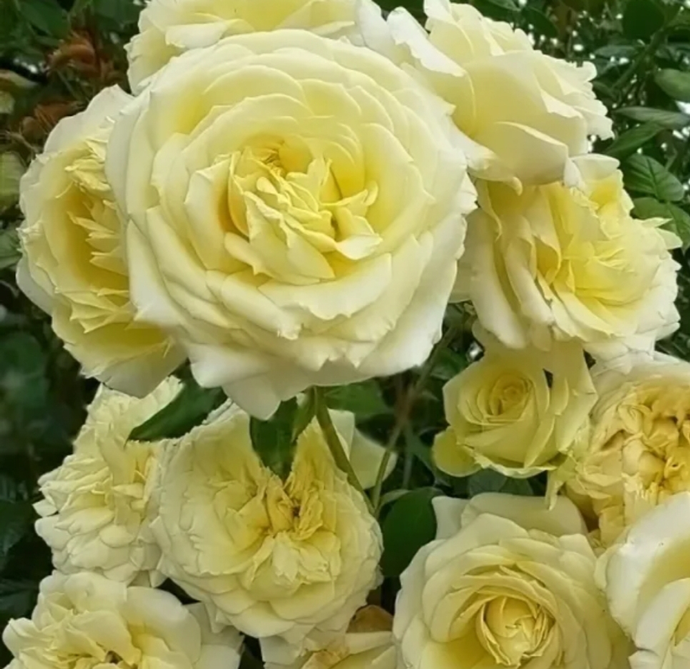Эльф (Elfe)