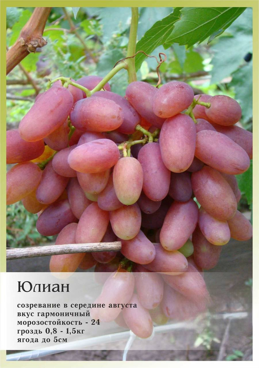 Виноград Юлиан Закупка М70 июнь 2026