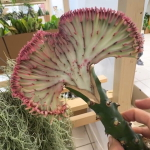 Эуфорбия лактеа кристата RED