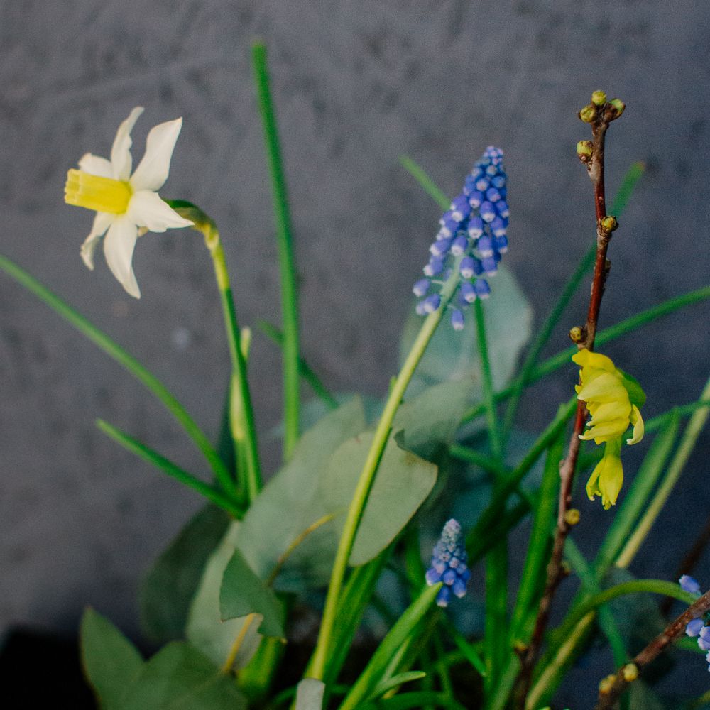 131. Весенняя романтичная композиция с луковичными мускари и нарциссами