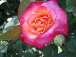Марсель ан Флёрс (Marseille en Fleurs)