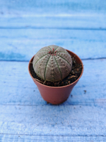 Euphorbia Obesa (Эуфорбия)