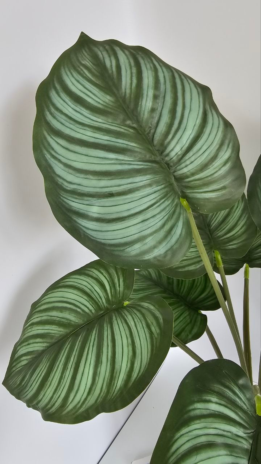 Калатея премиум / Арт 6088