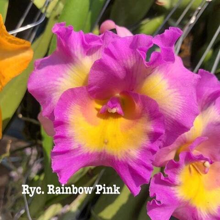 Орхидея ринкатлелия RYC. RAINBOW PINK