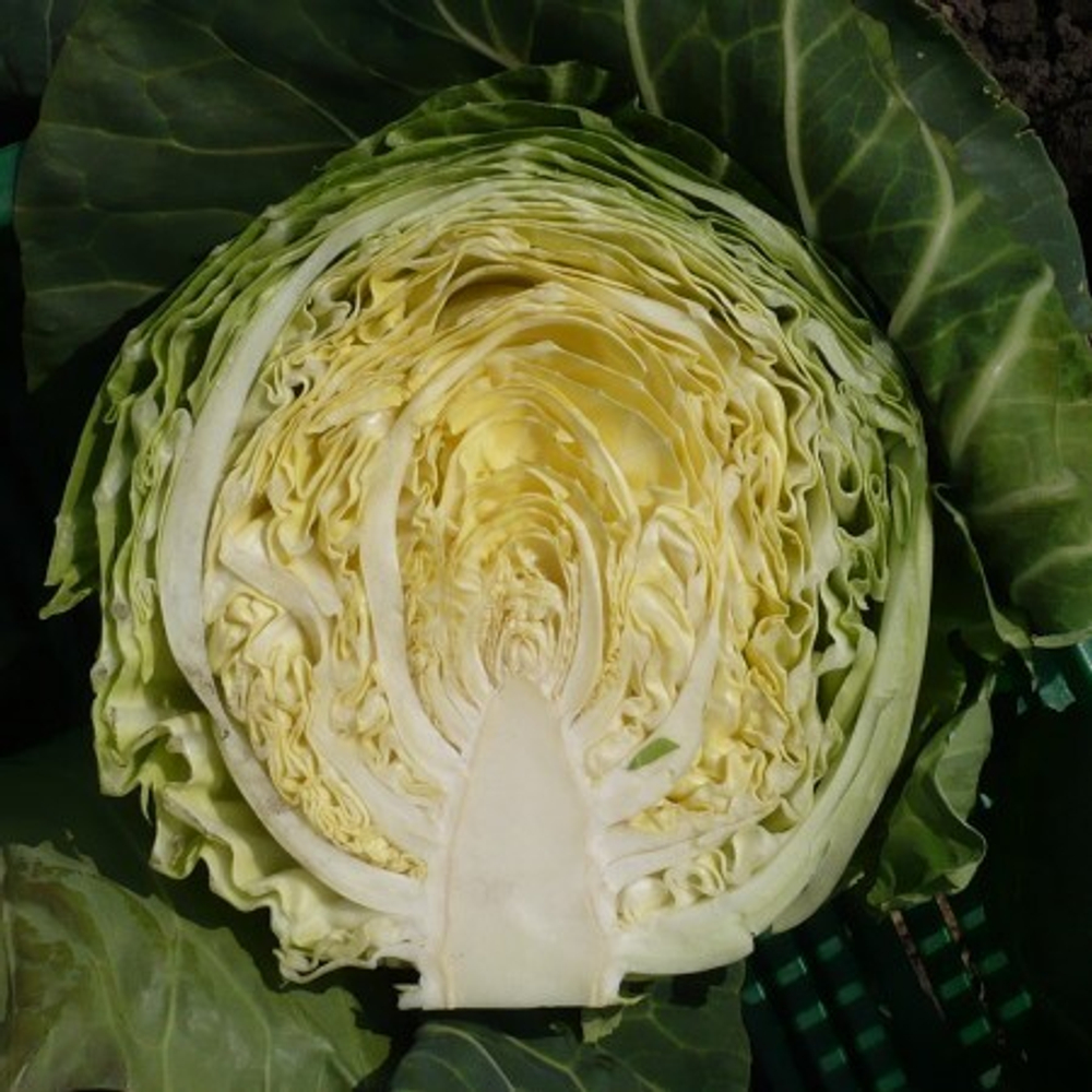 Райма F1 семена капусты белокочанной (Rijk Zwaan / Райк Цваан)