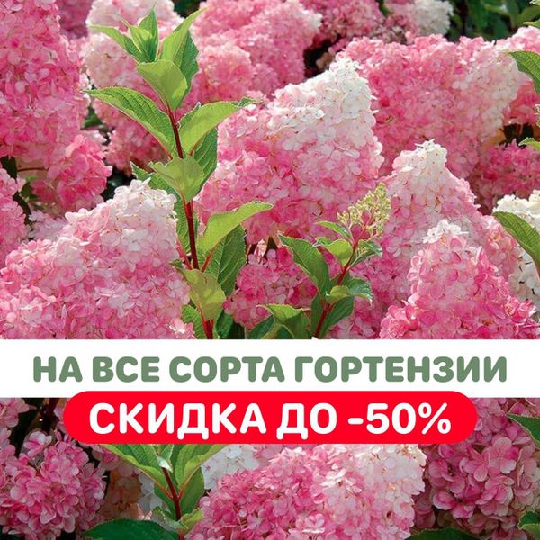 НА ВСЕ ГОРТЕНЗИИ СКИДКИ ДО -50% 🌺💫