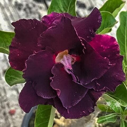 Адениум обесум BLACK SHEEP