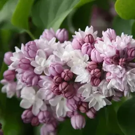 Сирень обыкновенная Фентези Закупка М64 май 2026