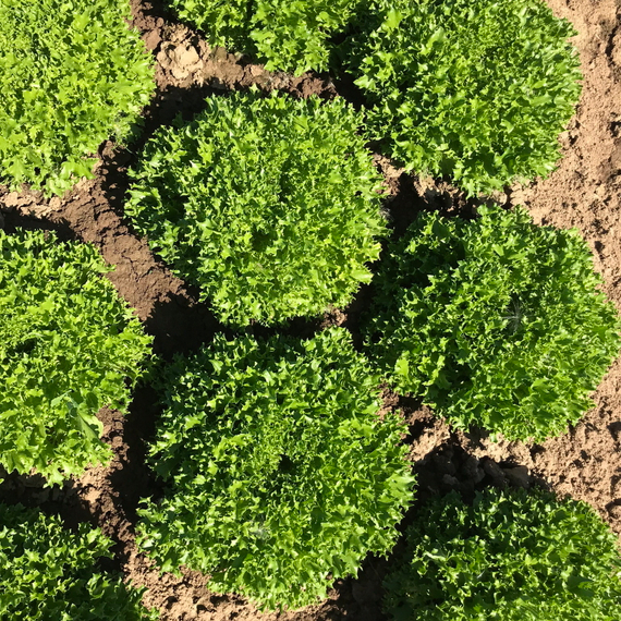 ЭКСПЕРТАЙЗ семена салата Rijk Zwaan купить – фото 4