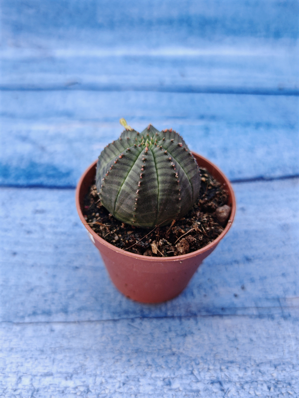 Euphorbia Obesa (Эуфорбия)