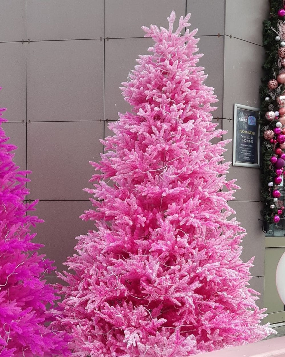 Заснеженная розовая елка «Фэнтези» (Литая хвоя) 250 см / 2,5 м