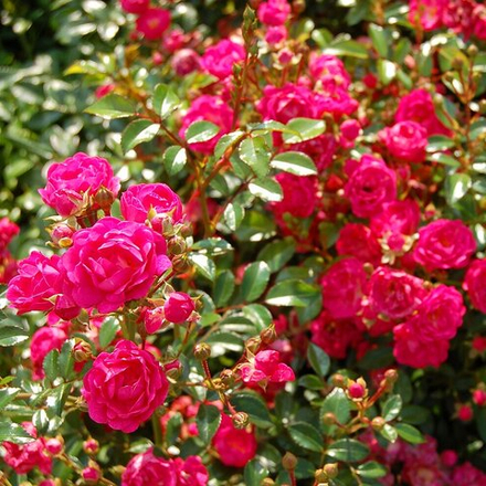 Роза Лавли Фери (почвопокровная)