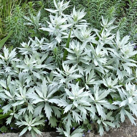 Полынь людовика "Valerie Finnis". Artemisia ludoviciana "Valerie Finnis".