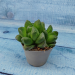 Haworthia Truncata hybride (Хавортия)