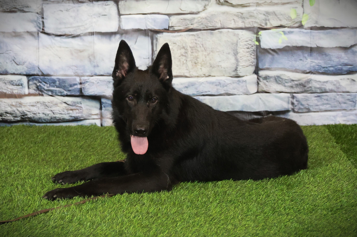 ШЕРХАН Из Поместья Боговик