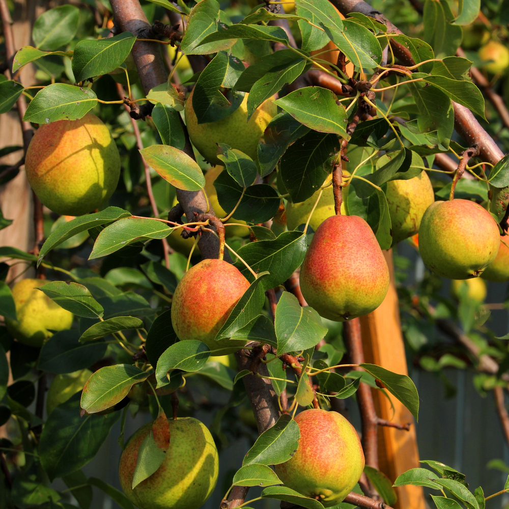 Груша Осенняя Яковлева осенняя