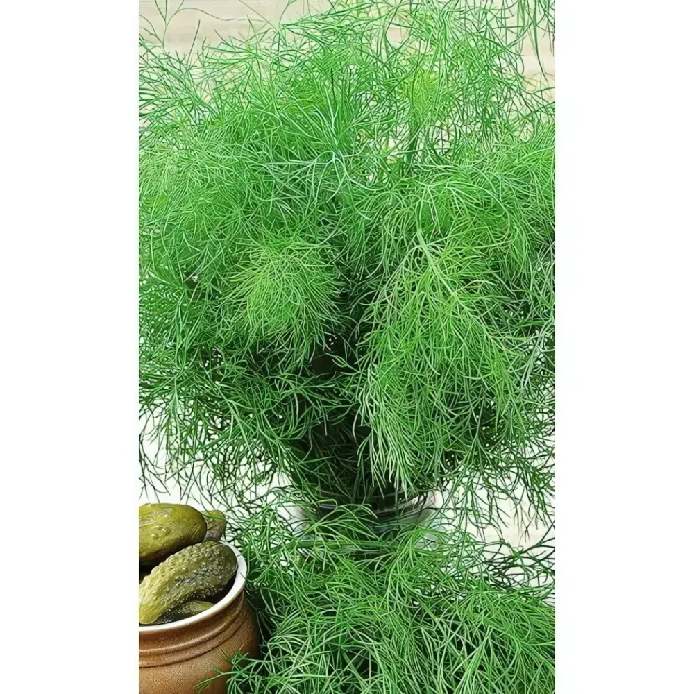 Семена Укроп Зонтик - кустовой (Марс) Б/П