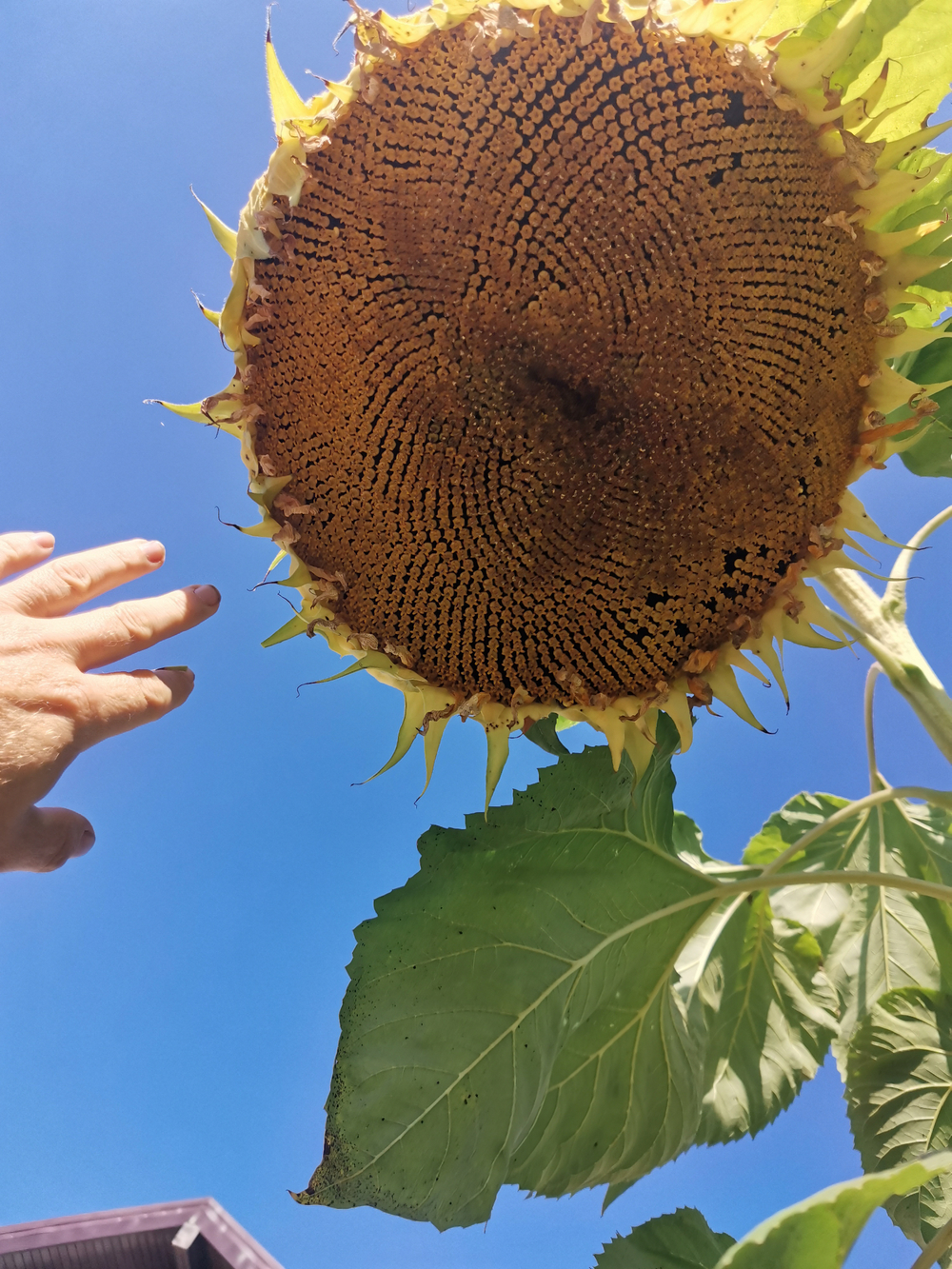 Подсолнечник - Exhibition Giant - Гигант Выставочный