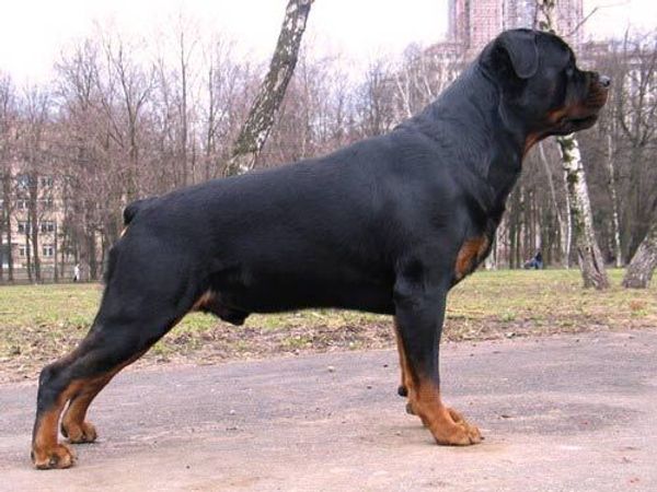 Ротвейлер Ротвейлер