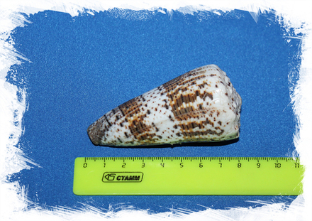 Конус императорский, 6-8см, 1шт