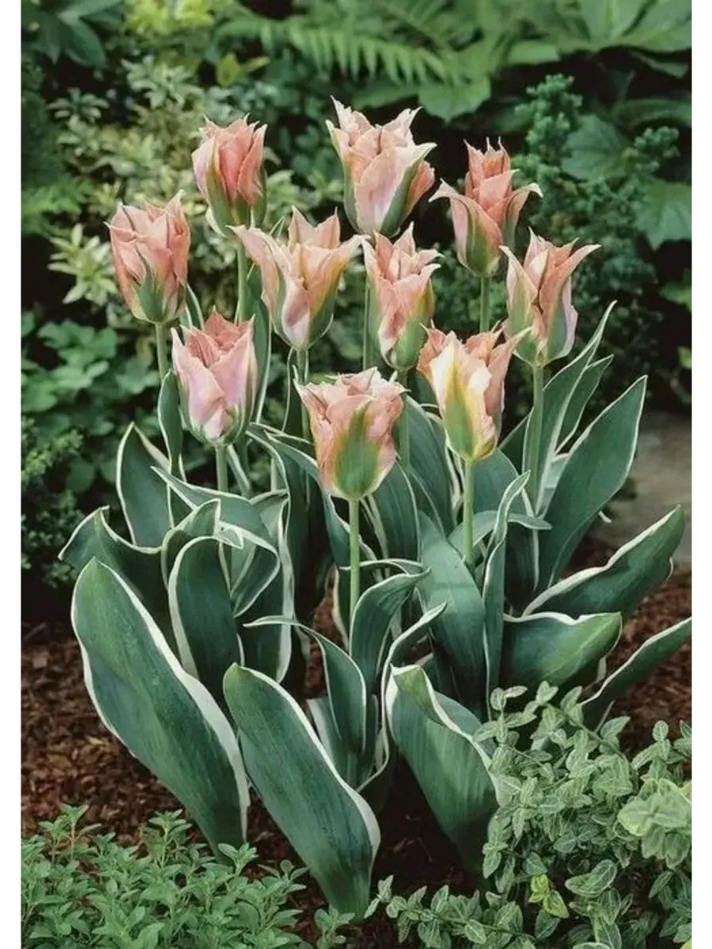 Тюльпаны Чайна Таун Попугайный 4 шт, набор луковиц