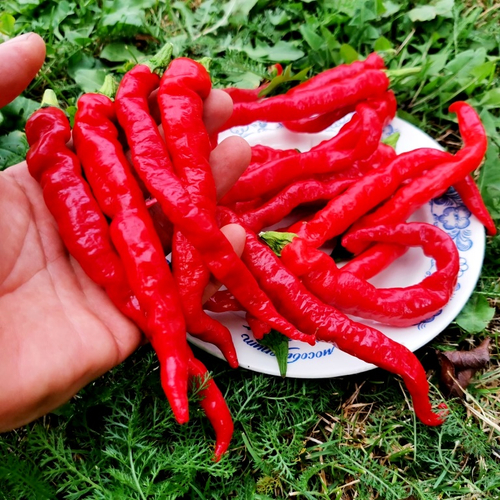 Фусими Тогараси из Киото - Легендарный Сладкий Японский Перец 伏見甘