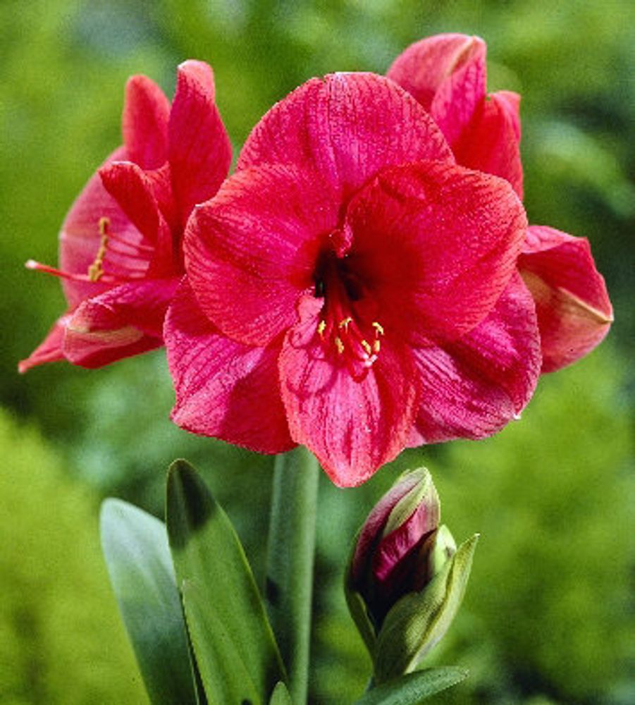 Амариллис Болеро Закупка М80 сентябрь 2026