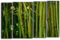 Модульная картина "Бамбук"