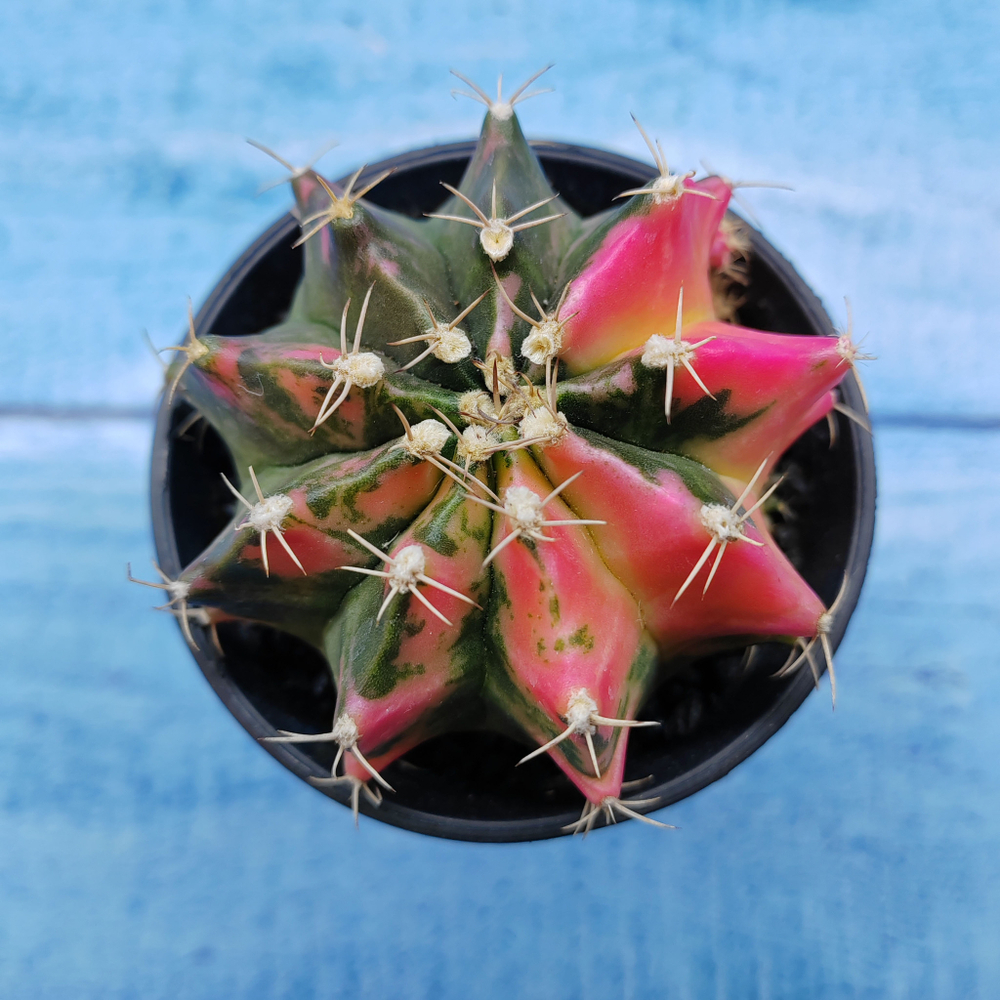 Gymnocalycium Variegata (Гимнокалициум Вариегатный)
