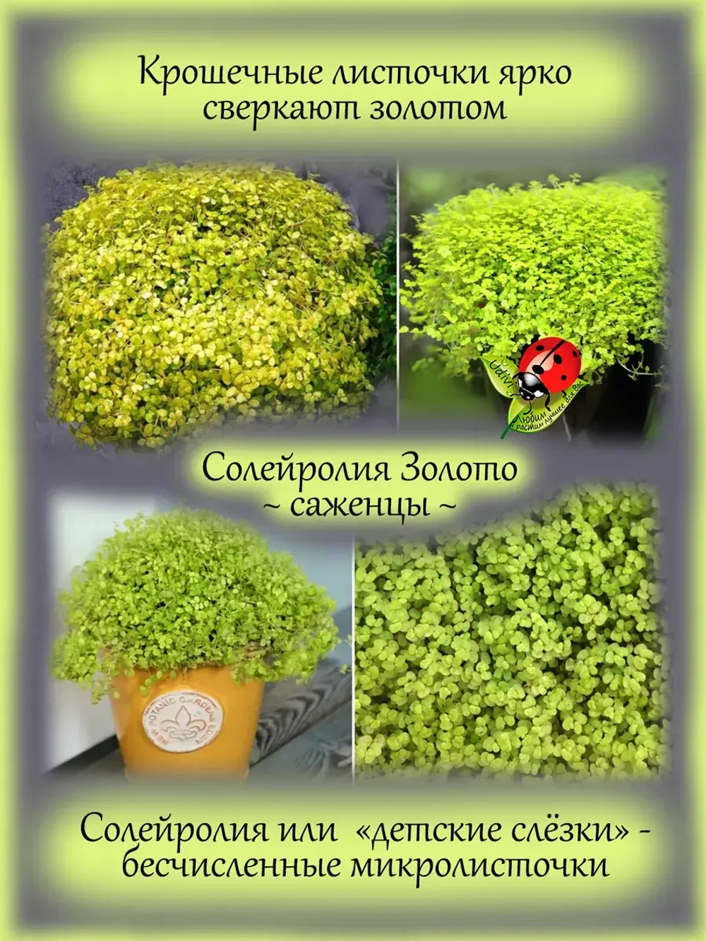 Солейролия Золото комнатная ряска