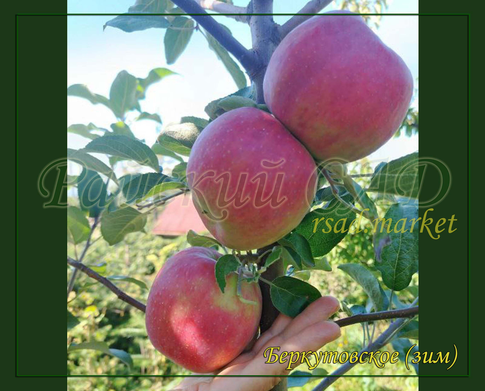 Яблоня Беркутовское