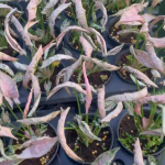 Сингониум PINK ROLLI