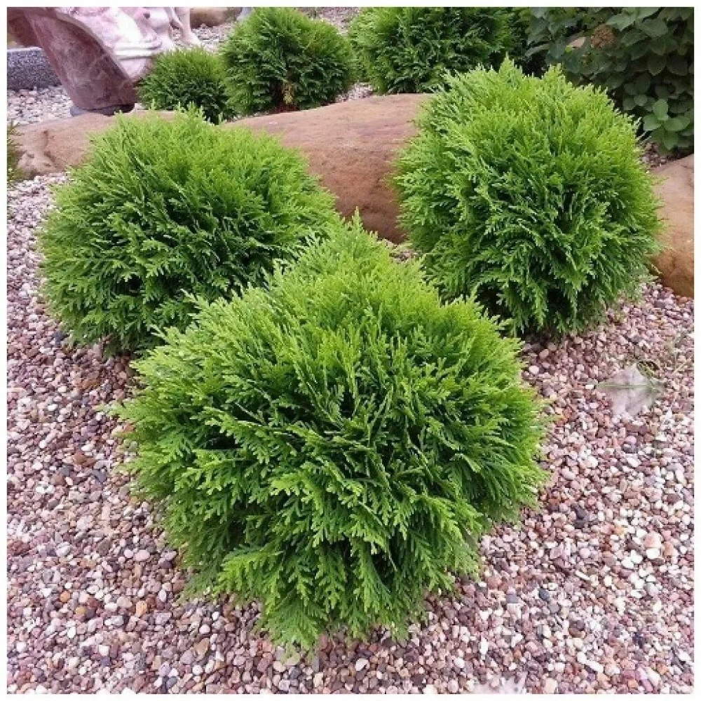 Туя западная Тип Топ (Thuja occidentalis Tip Top) р9 август 2026 г.