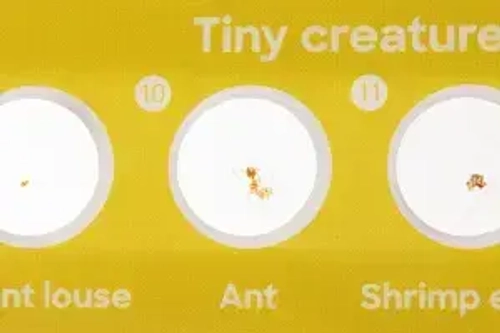 Набор микропрепаратов Levenhuk Discovery «Флора и фауна», 24 шт.