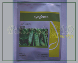 Огурец Эколь F1 / AKOL F1 Syngenta 5шт.